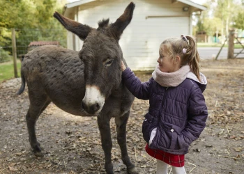 Avec les animaux - Oise.fun