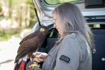 Découvrez la fauconnerie en forêt – Des émotions brutes en pleine nature - Oise.fun