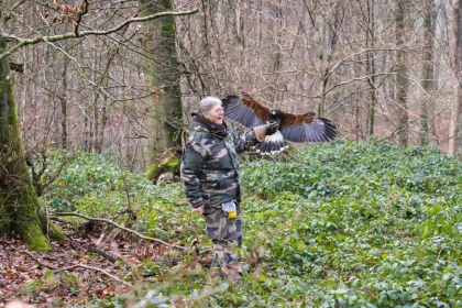 Découvrez la fauconnerie en forêt – Des émotions brutes en pleine nature - Oise.fun