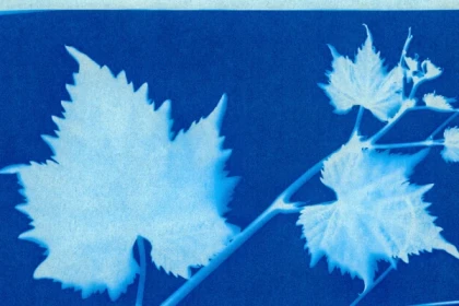 Atelier  en Famille "Autour du Cyanotype" - Oise.fun