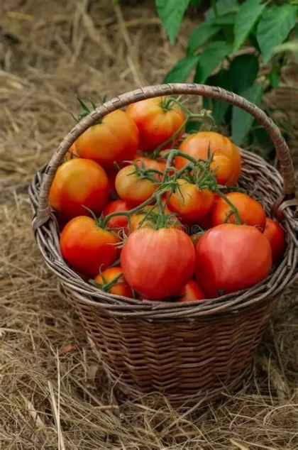 Visite du Jardin du Brûle & atelier cuisine : préparez votre gaspacho - Oise.fun