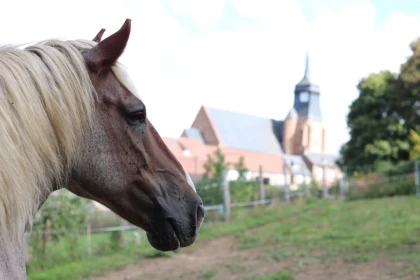 Balade en calèche en duo à Labosse - Oise.fun