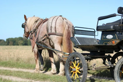 Balade en calèche en duo à Labosse - Oise.fun