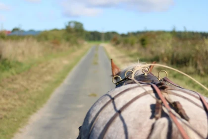 Balade en calèche en duo à Labosse - Oise.fun