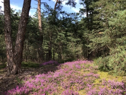 Balade immersive en forêt – Tous les sens en éveil ! - Oise.fun