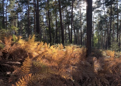Balade guidée – La forêt côté fraîcheur - Oise.fun