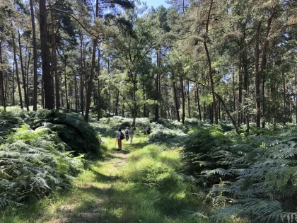 Balade immersive en forêt – Tous vos sens en éveil  - Oise.fun