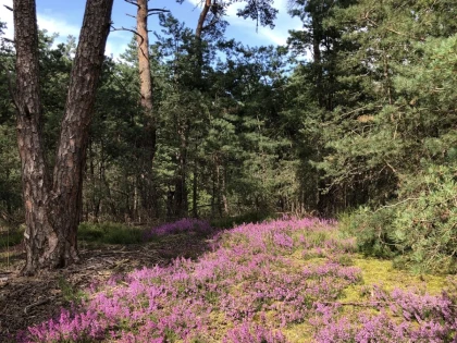 Balade immersive en forêt – Tous vos sens en éveil  - Oise.fun