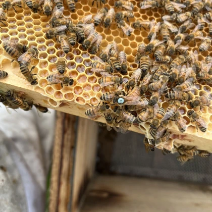 Baptême d'Apiculture - Oise.fun