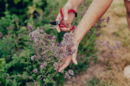 Journée au Prieuré : plantes médicinales & saveurs d'automne - Oise.fun