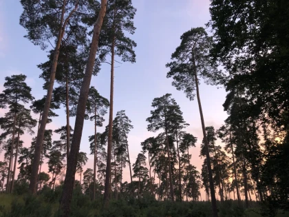 Marche en forêt du coucher de soleil aux premières étoiles - Oise.fun