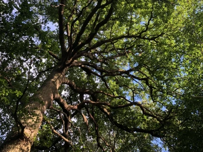 Micro-aventure, demi-journée de découverte de la forêt - Oise.fun