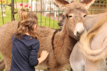 Asinerie du Vauroux – Rencontre avec les ânes et musée hippomobile - Oise.fun
