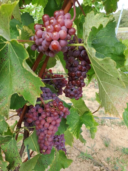 Visite et dégustation au Vignoble de Montépilloy - Oise.fun
