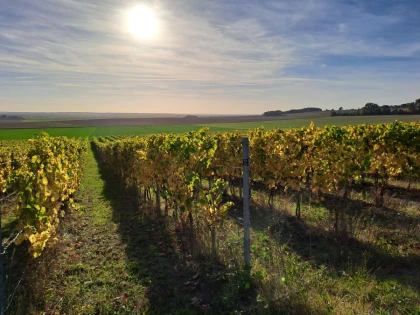 Visite et dégustation au Vignoble de Montépilloy - Oise.fun