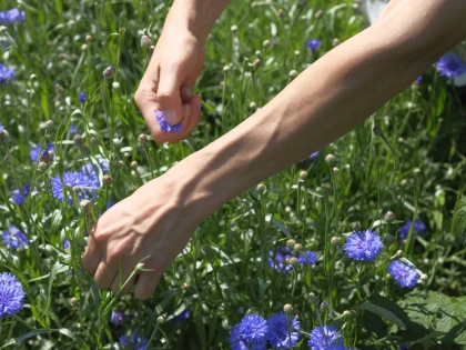 Du jardin du Prieuré à l’assiette – Récoltez, cuisinez, dégustez - Oise.fun