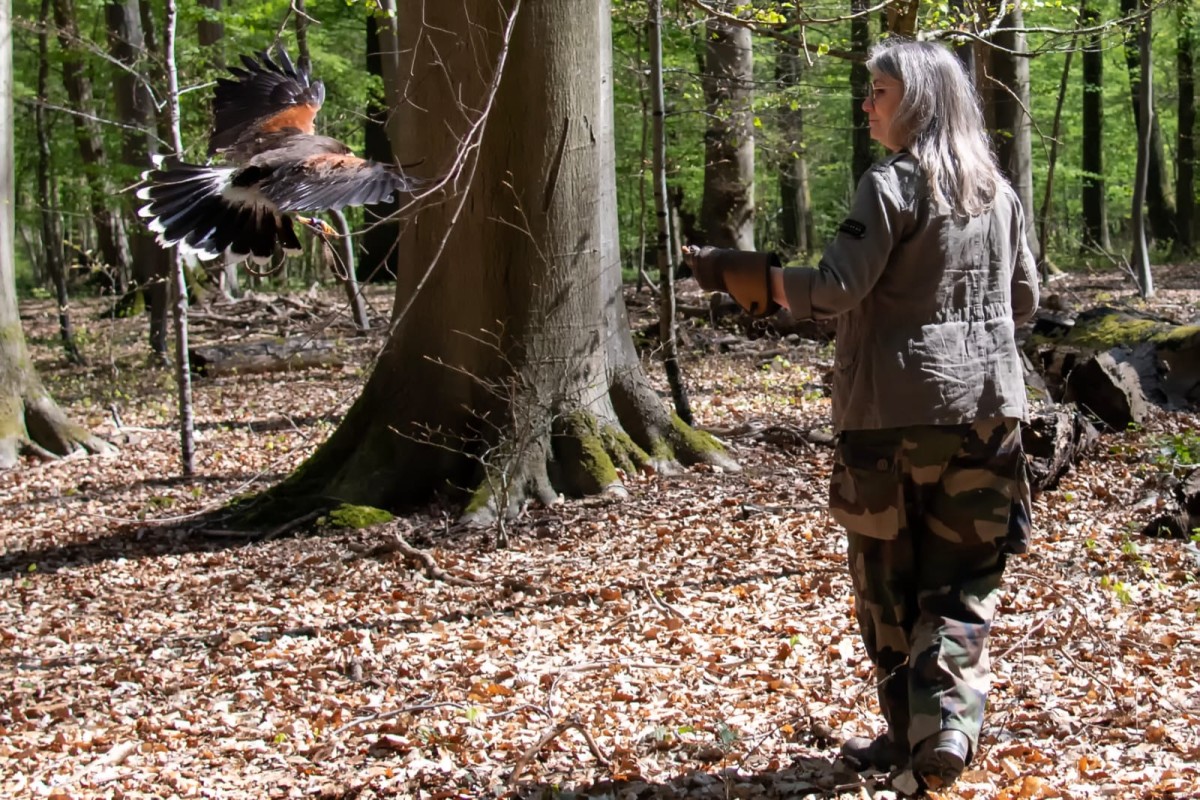 Atelier Découverte de la Fauconnerie - Oise.fun