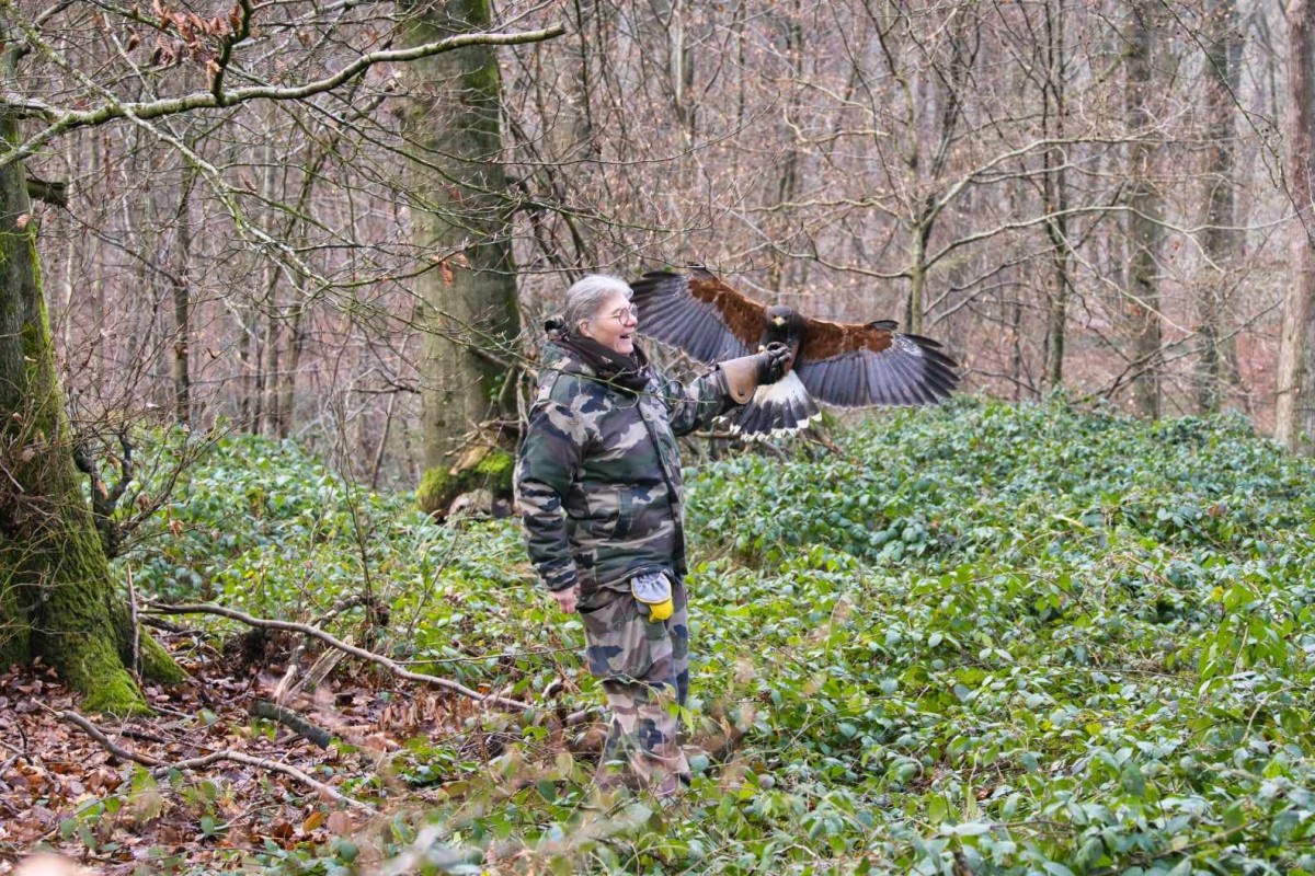 Découvrez la fauconnerie en forêt – Des émotions brutes en pleine nature - Oise.fun