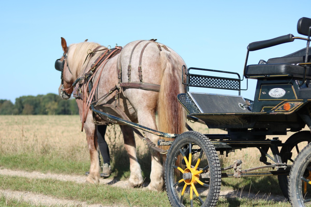 Balade en calèche – Escapade nature et gourmande dans le Pays de Bray - Oise.fun