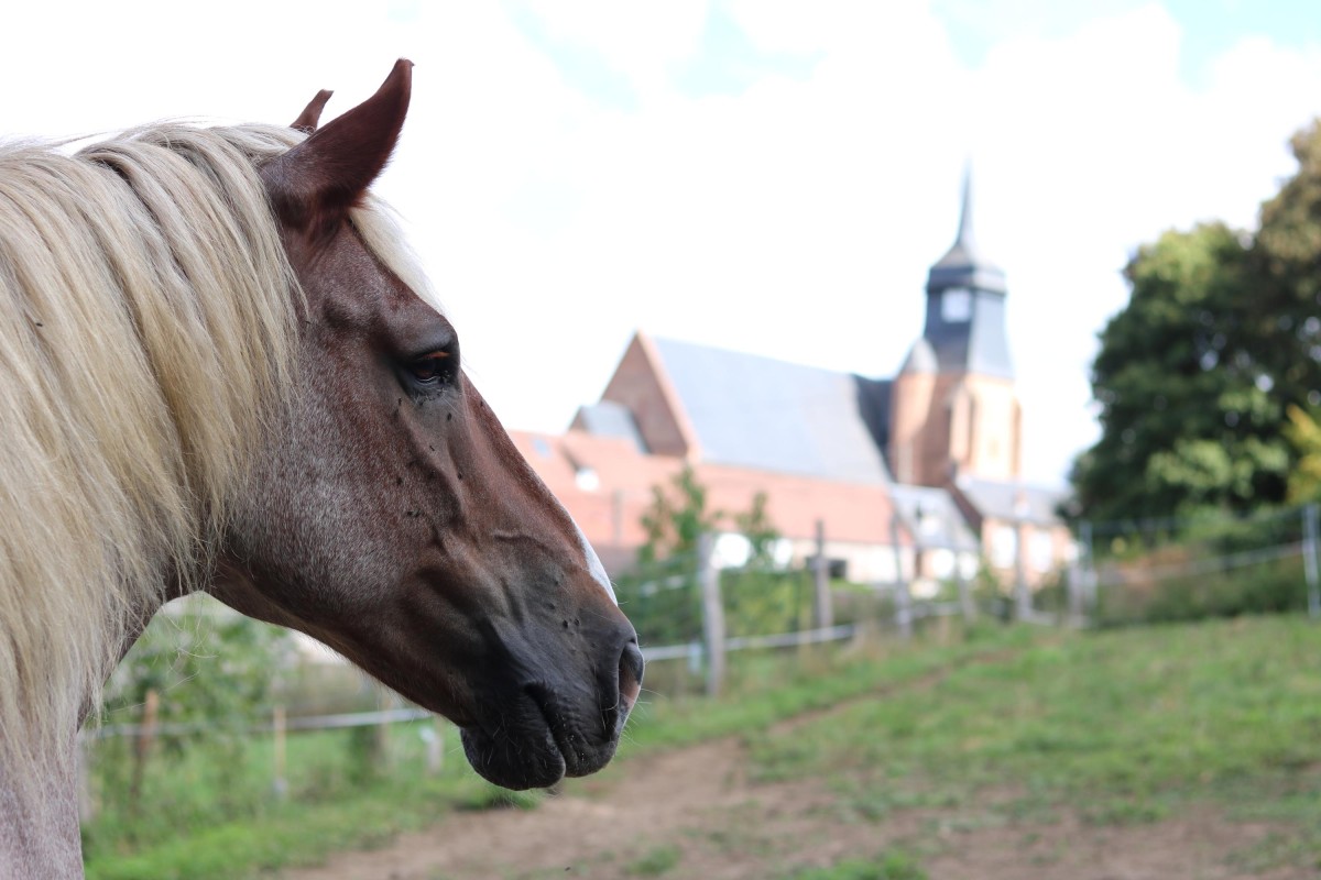 Balade en calèche – Escapade nature et gourmande dans le Pays de Bray - Oise.fun