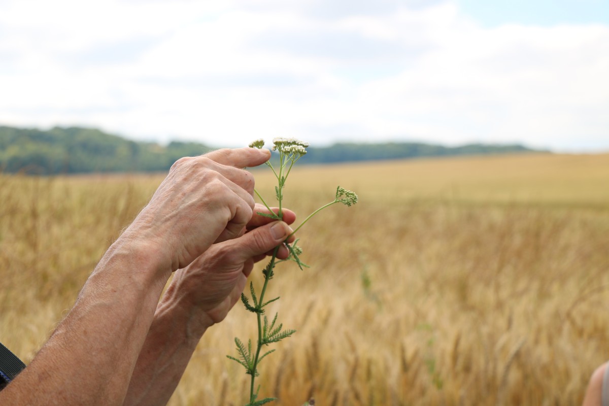 Balade gourmande - Oise.fun