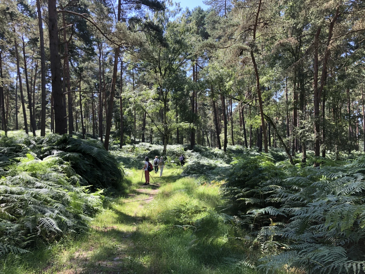 Balade immersive en forêt – Tous vos sens en éveil - Oise.fun