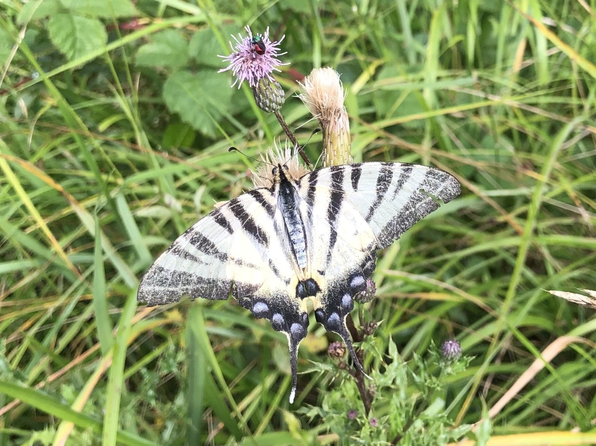 Découverte guidée – Immersion au cœur de la forêt en hiver - Oise.fun