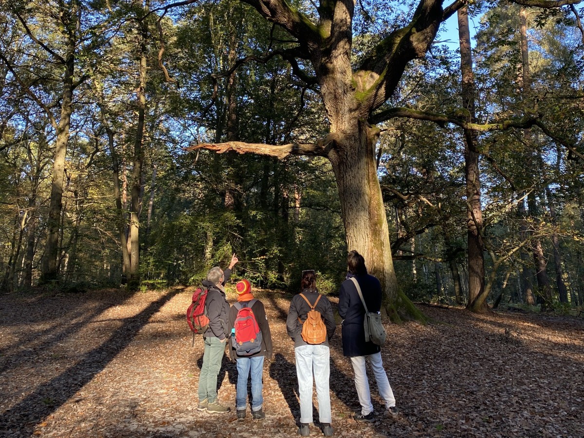 Balade immersive en forêt – Tous vos sens en éveil  - Oise.fun Balade immersive en forêt – Tous vos sens en éveil  - Oise.fun