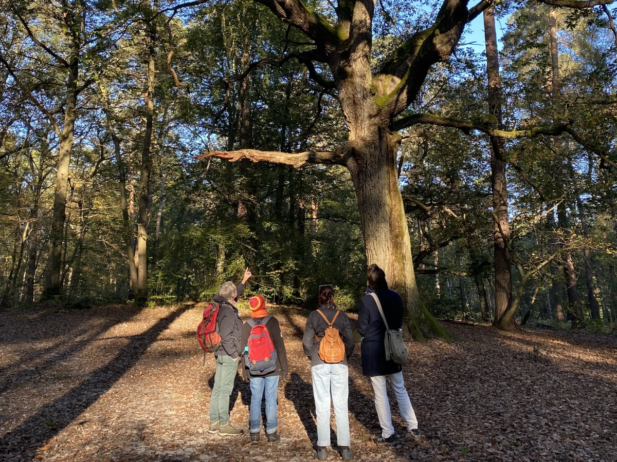 Découverte guidée – Immersion au cœur de la forêt en automne - Oise.fun