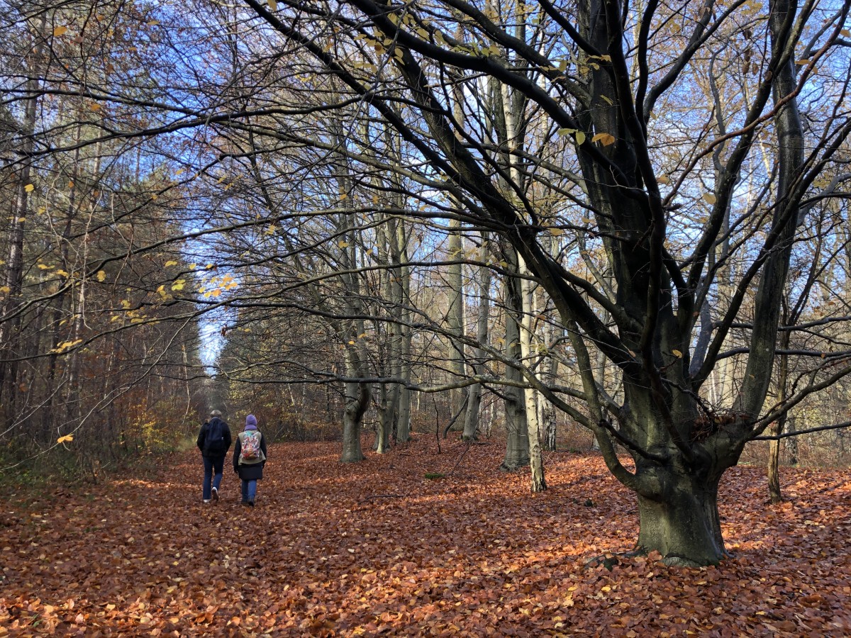Balade immersive sur mesure dans le Massif des Trois Forêts, pour 1 ou 2 personnes. - Oise.fun