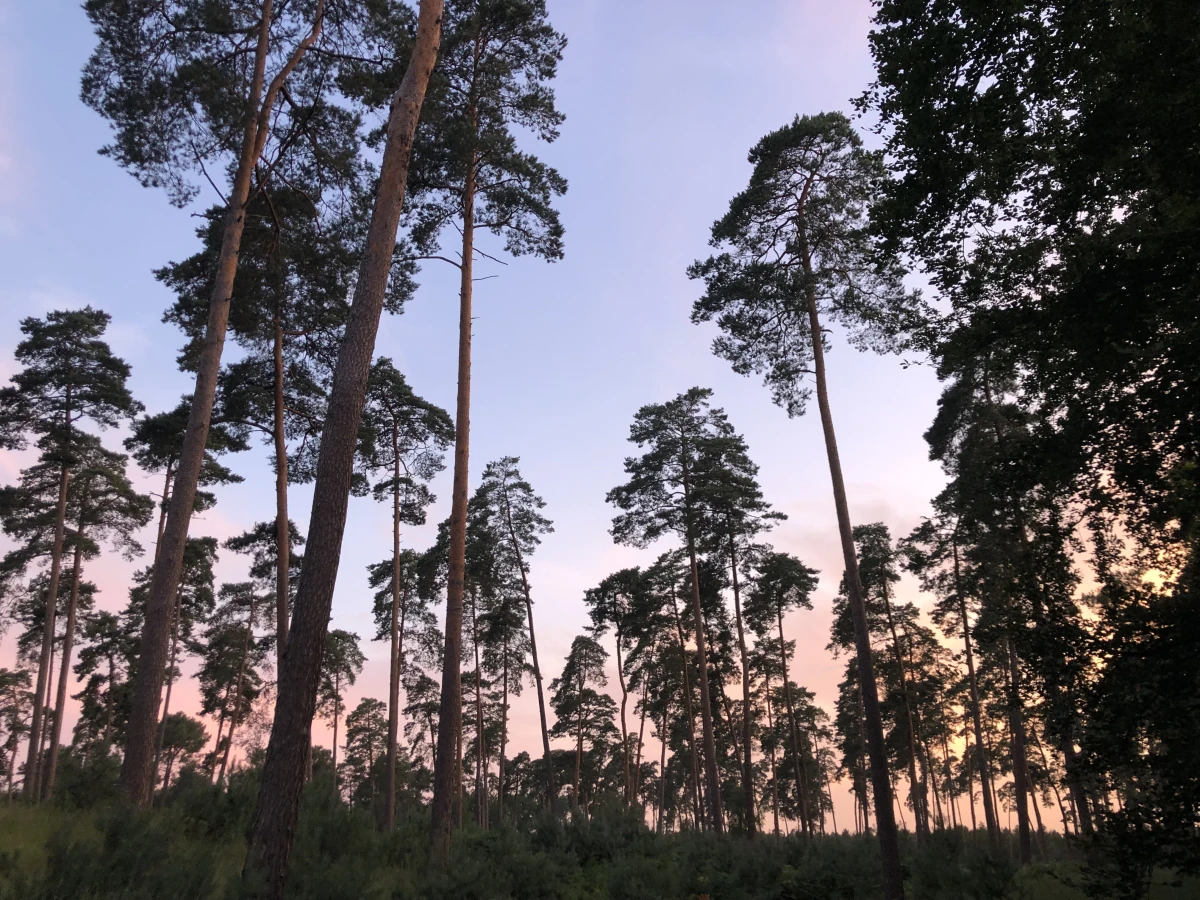 Marche en forêt du coucher du soleil aux premières étoiles - Oise.fun