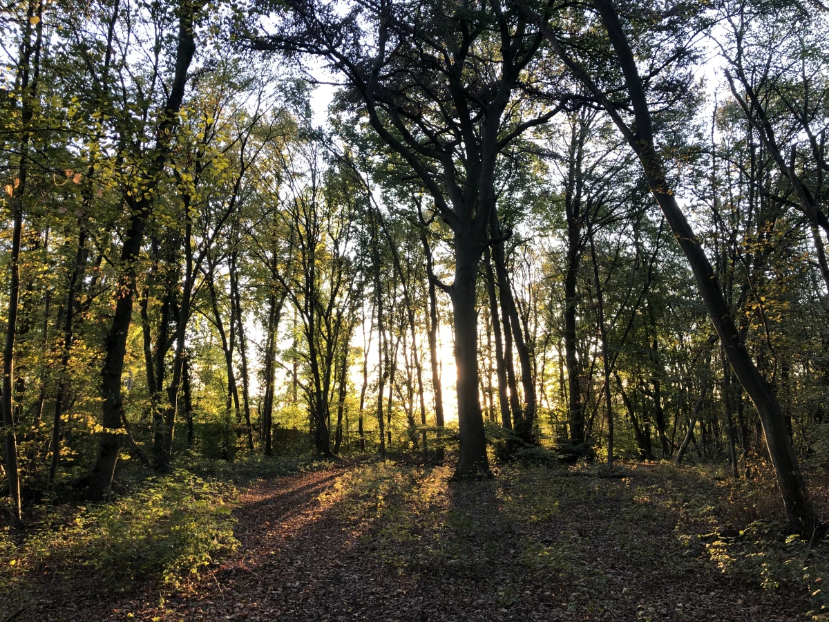 Marche en forêt du coucher du soleil aux premières étoiles - Oise.fun