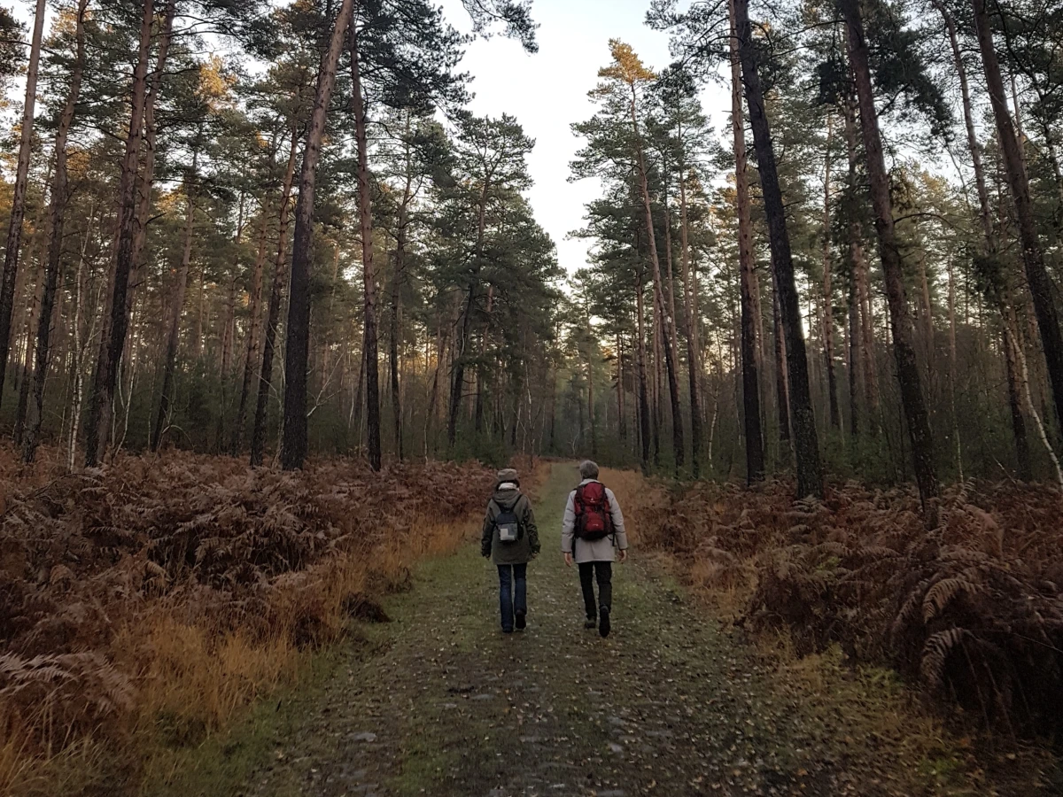 Marche en forêt du coucher du soleil aux premières étoiles - Oise.fun