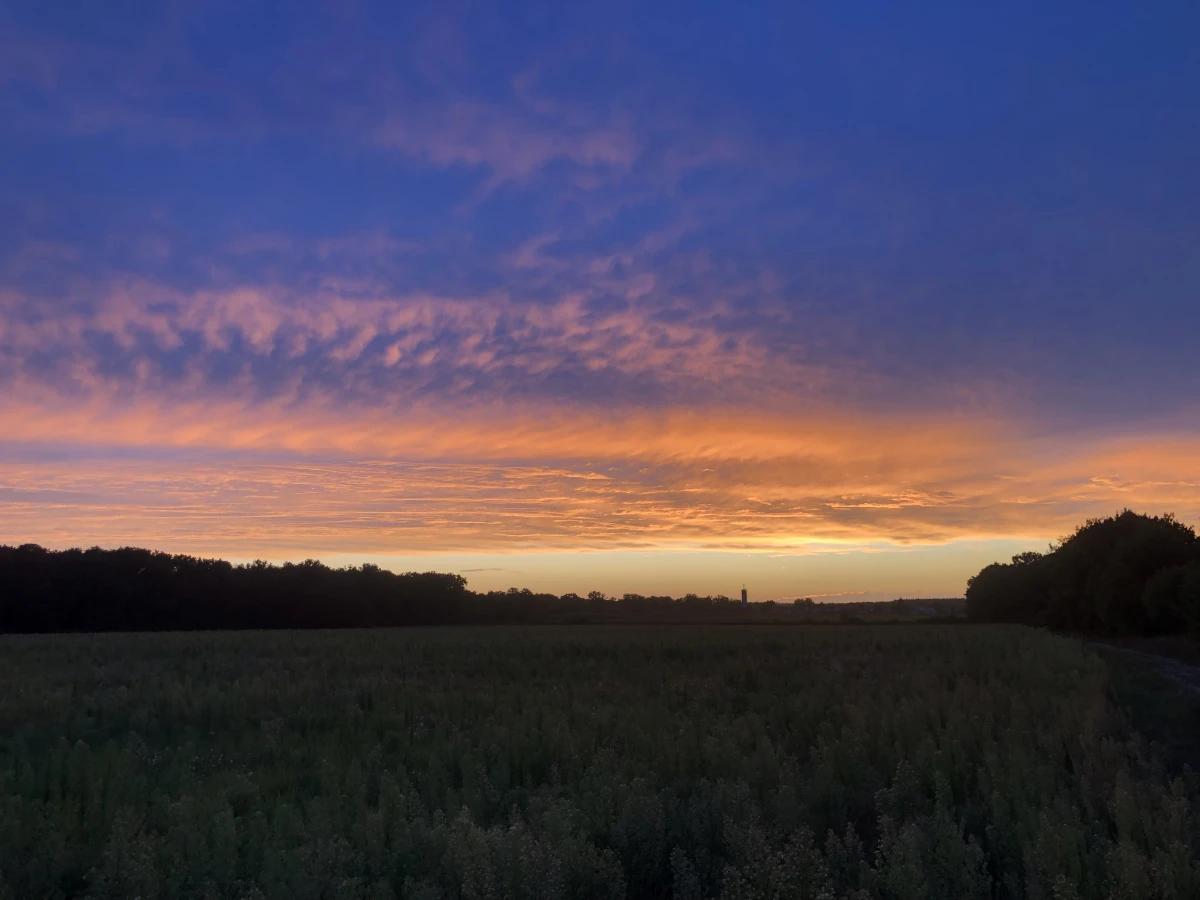 Marche en forêt du coucher du soleil aux premières étoiles - Oise.fun