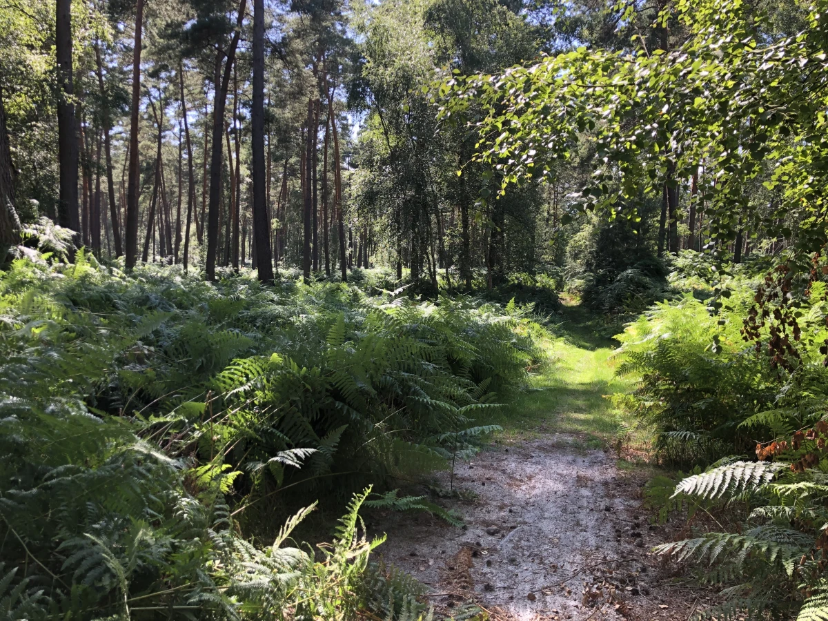 Balade immersive en forêt – Tous vos sens en éveil - Oise.fun