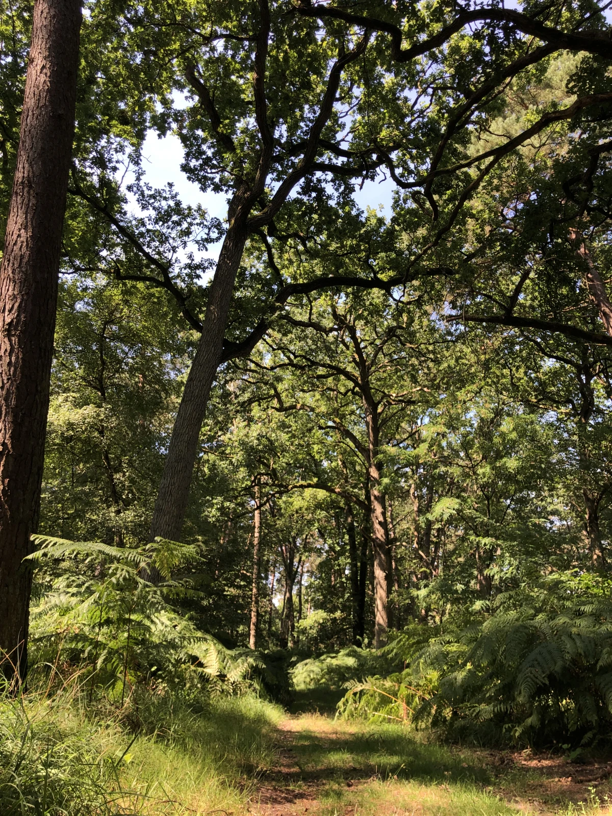Marche sensible - s'émerveiller et se ressourcer en forêt de Chantilly - Oise.fun