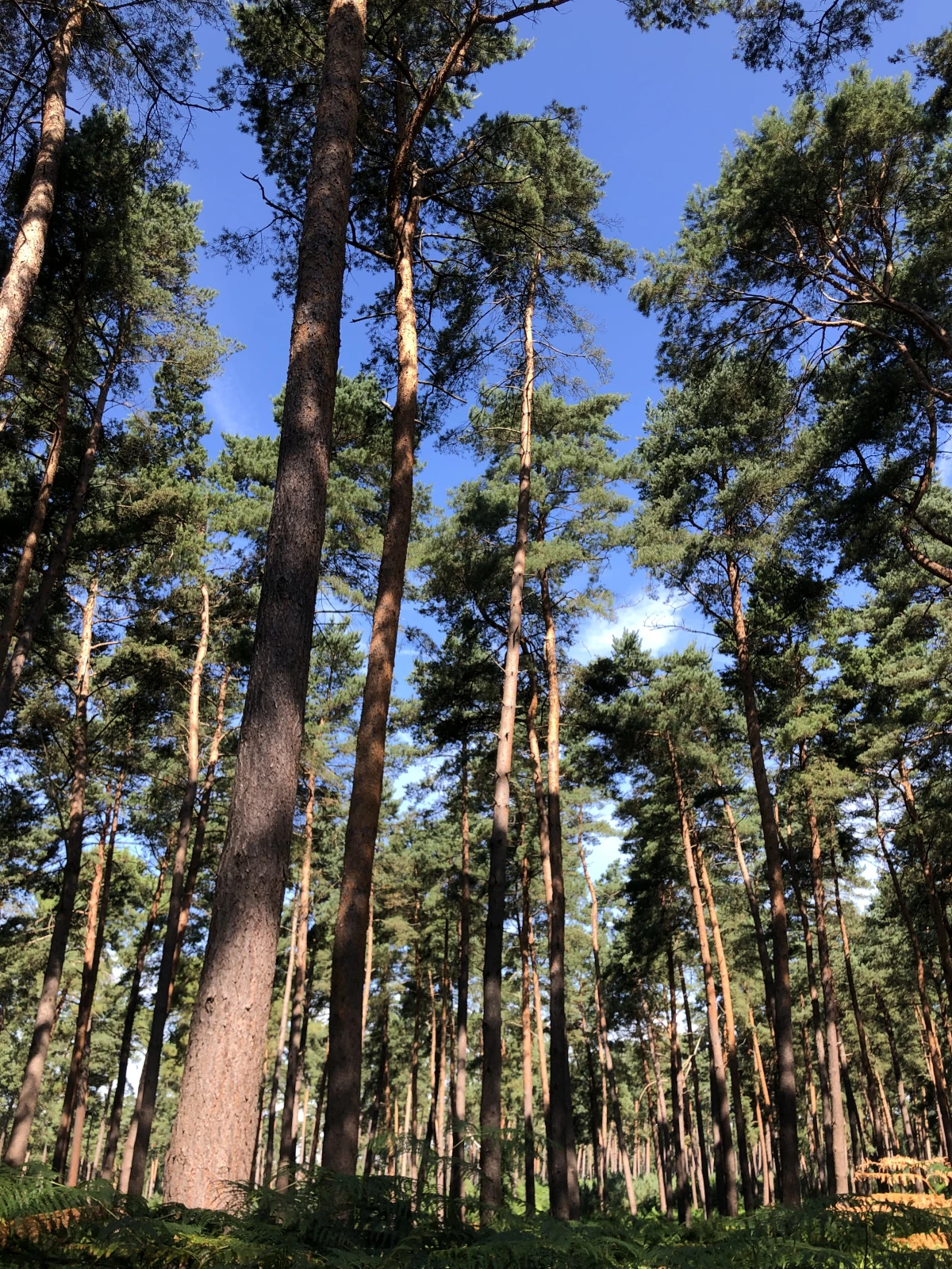 Marche sensible - s'émerveiller et se ressourcer en forêt de Chantilly - Oise.fun