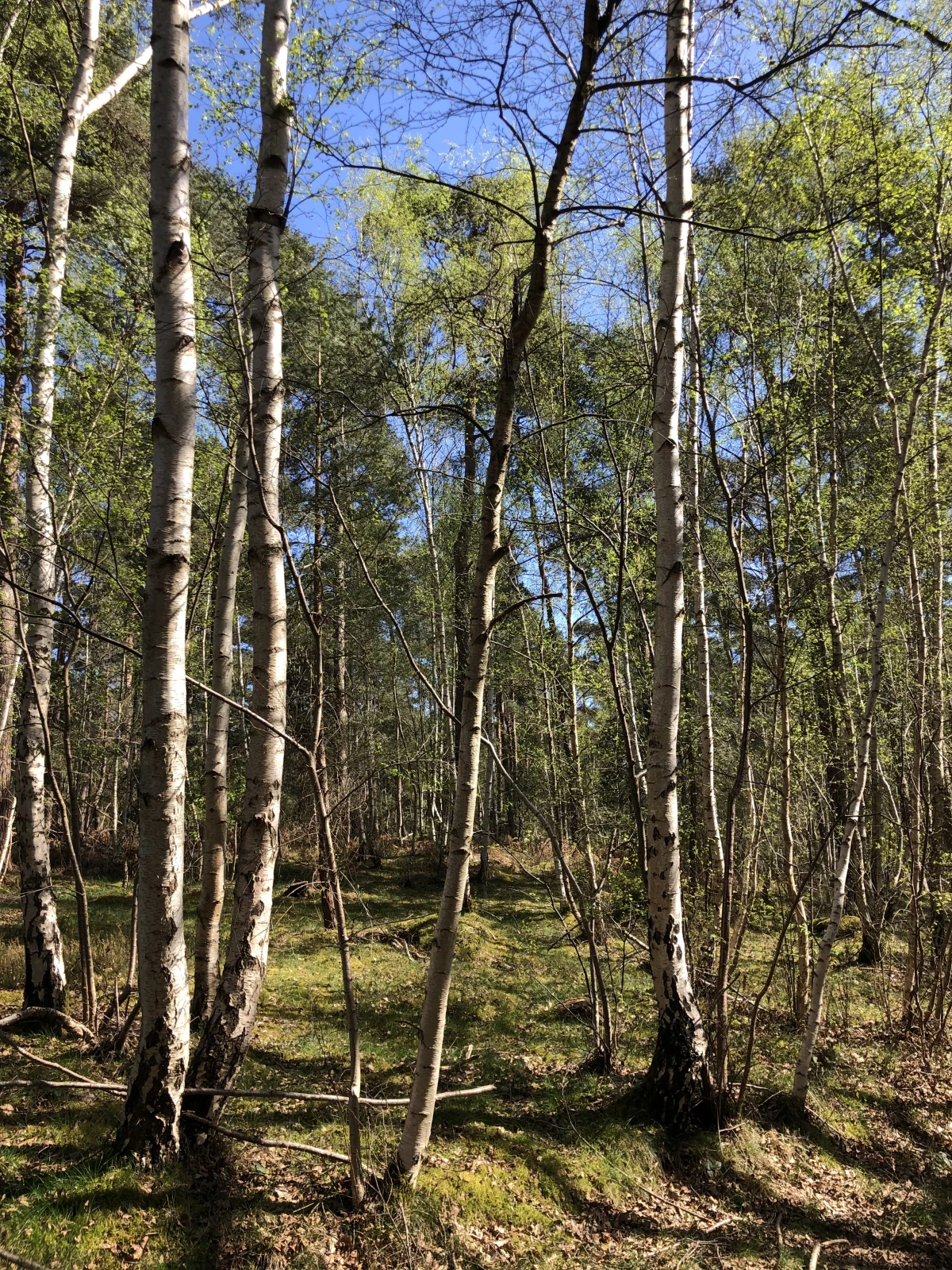 Marche sensible - s'émerveiller et se ressourcer en forêt de Chantilly - Oise.fun
