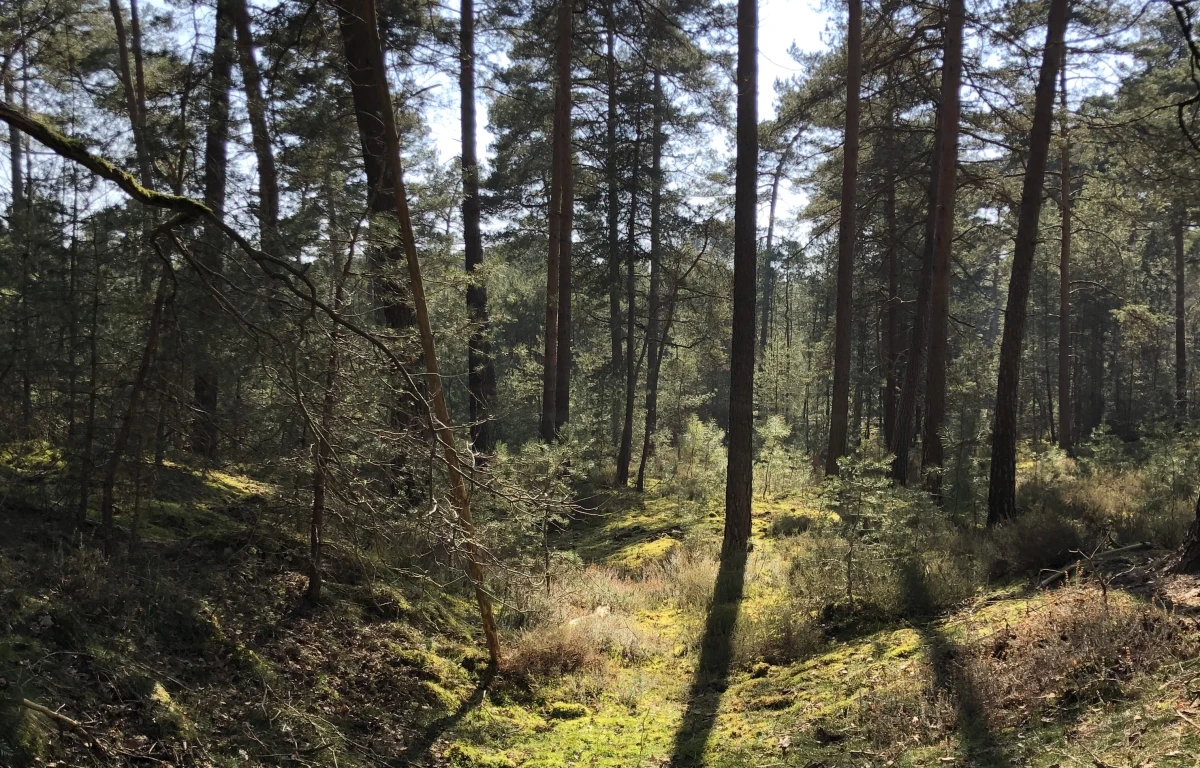 Marche sensible - s'émerveiller et se ressourcer en forêt de Chantilly - Oise.fun