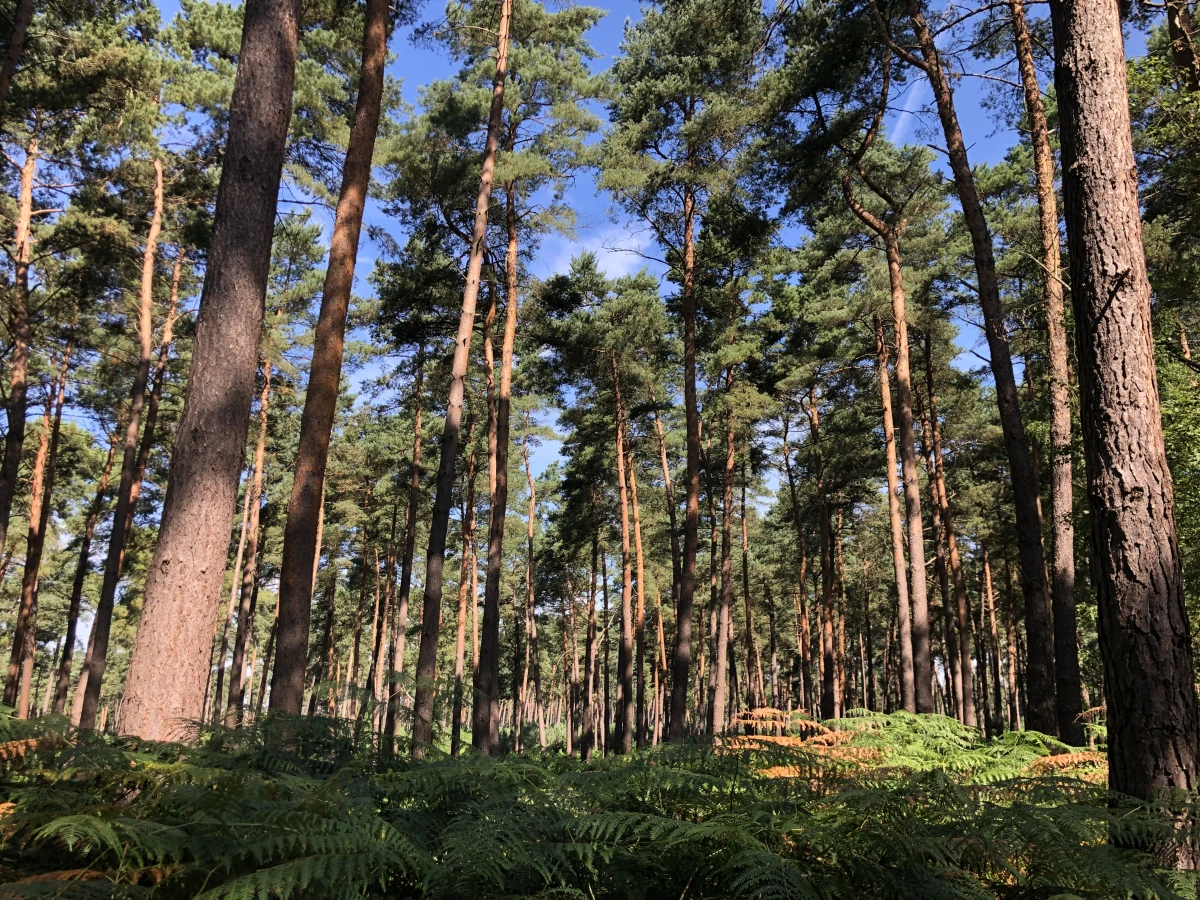 Balade immersive en forêt – Tous vos sens en éveil - Oise.fun
