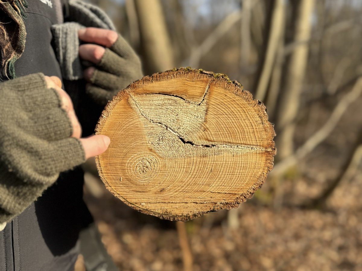 Micro-aventure, demi-journée de découverte de la forêt - Oise.fun