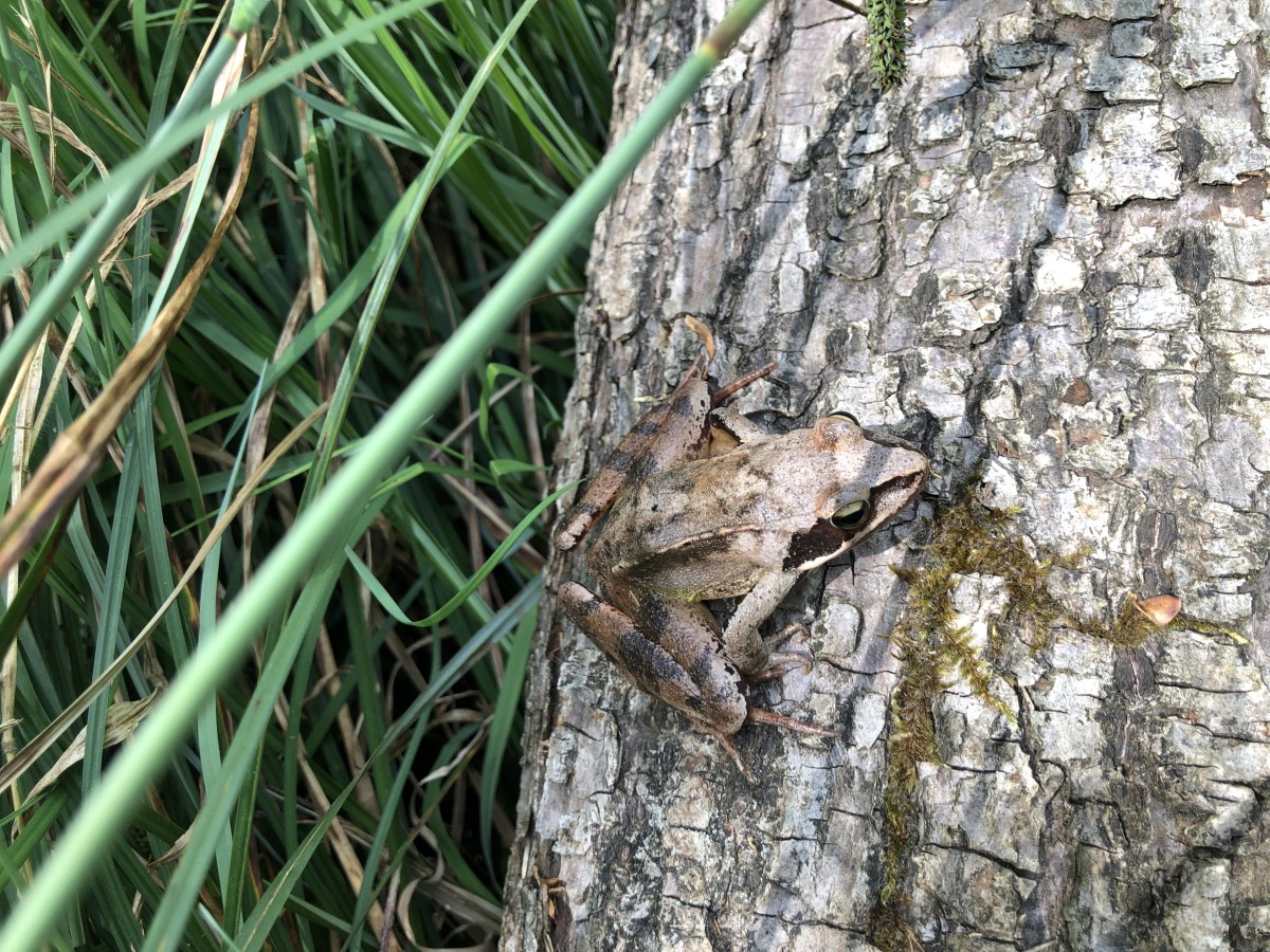 Micro-aventure, journée de découverte de la forêt - Oise.fun
