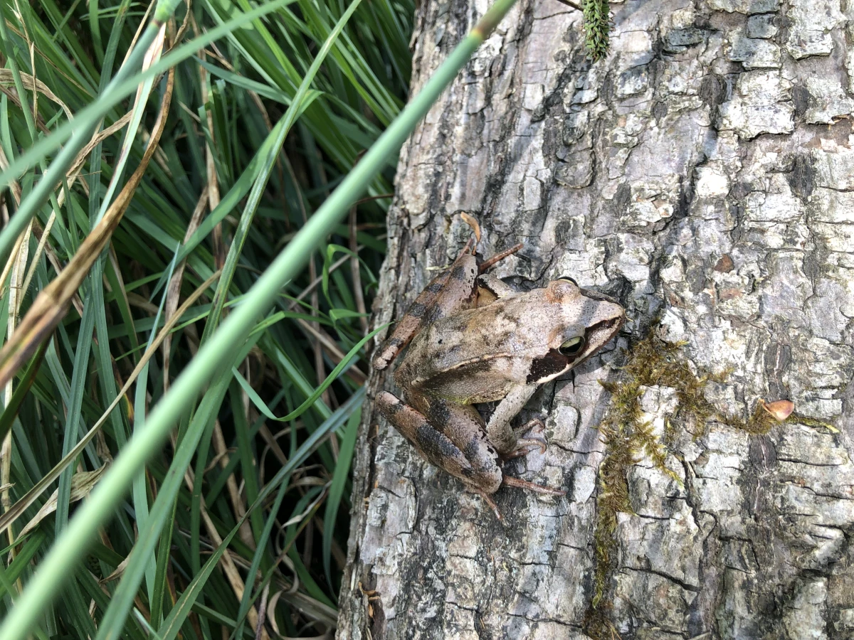 Micro-aventure – Une journée pour (re)découvrir la forêt - Oise.fun
