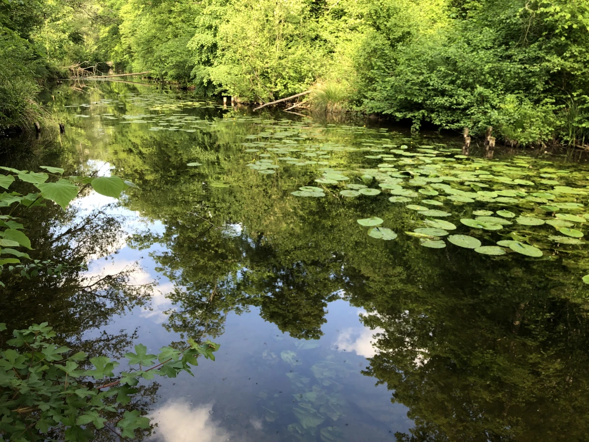 Micro-aventure – Une journée pour (re)découvrir la forêt - Oise.fun