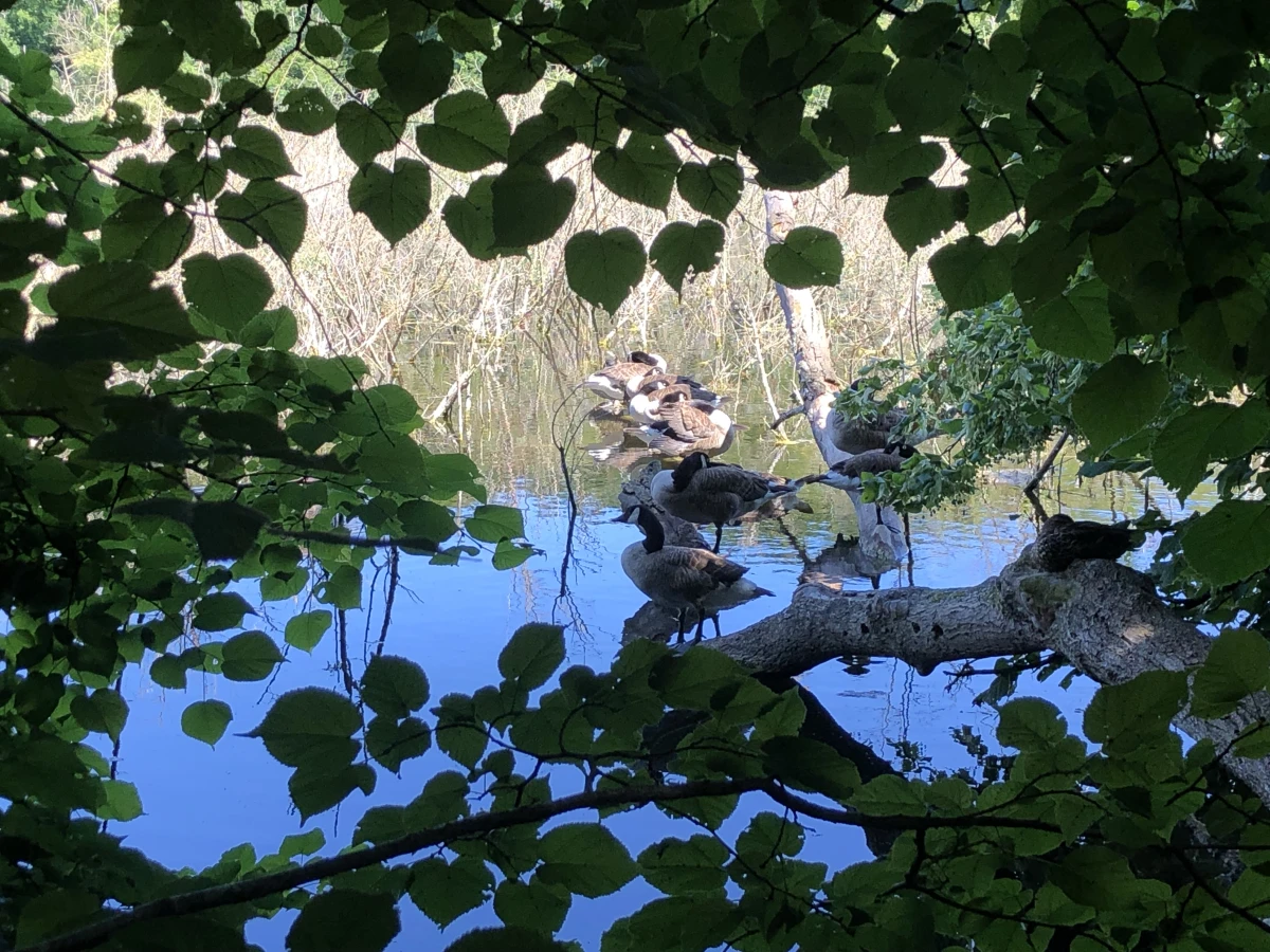 Micro-aventure – Une journée pour (re)découvrir la forêt - Oise.fun