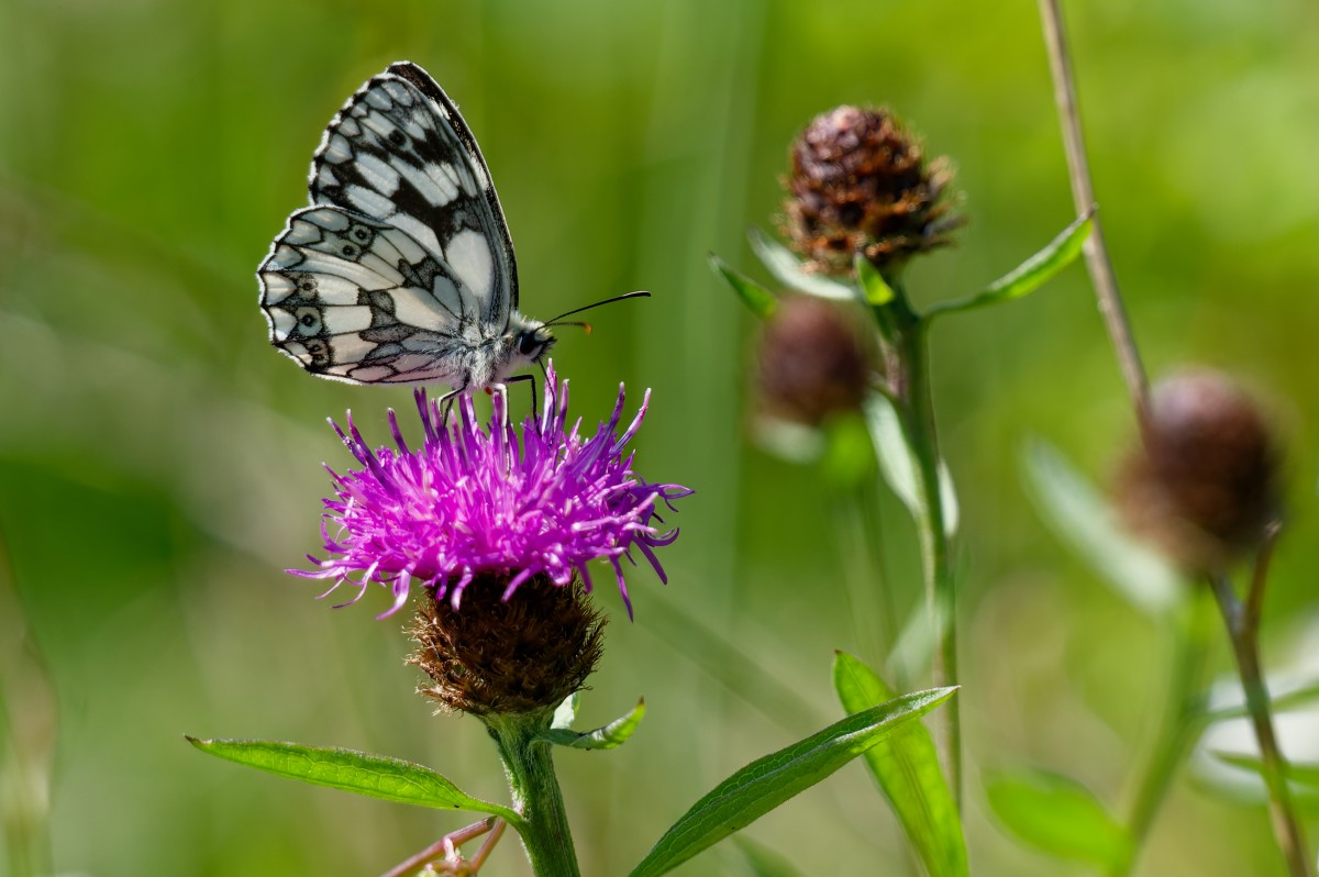 Mythes et légendes à la colline Sainte-Hélène - Oise.fun
