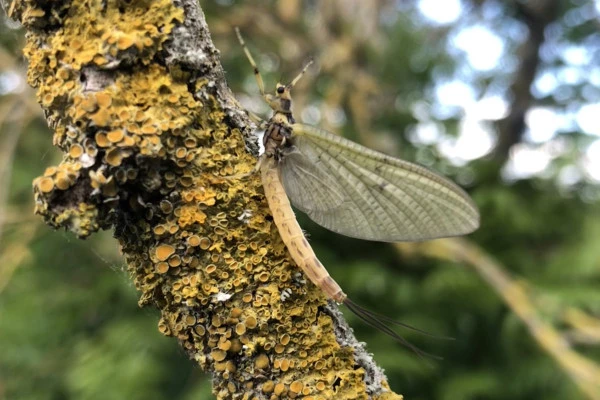 Pêche à la mouche de mai – Vivez les grandes éclosions avec un guide pro - Oise.fun