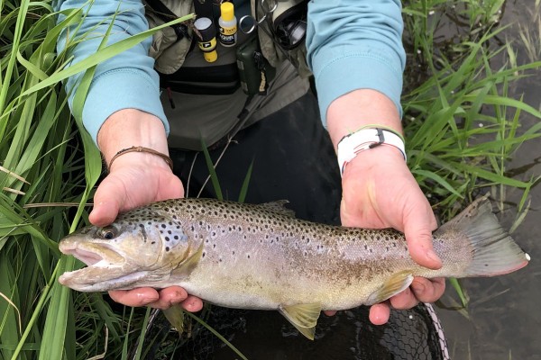 Pêche à la mouche de mai – Vivez les grandes éclosions avec un guide pro - Oise.fun