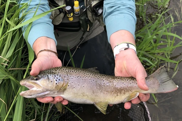 Pêche à la mouche de mai – Vivez les grandes éclosions avec un guide pro - Oise.fun