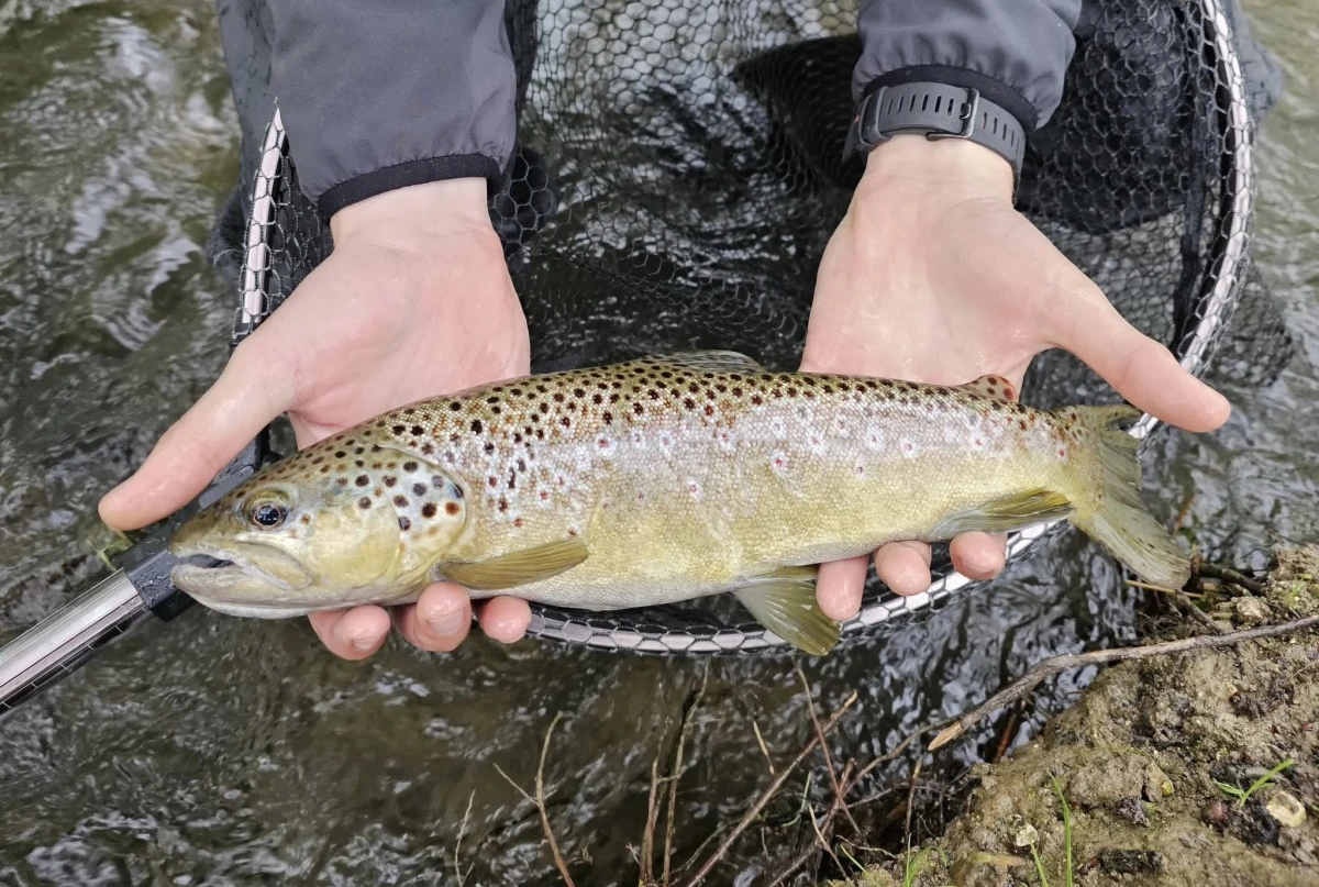 Pêche à la mouche en rivière – Truite sauvage et technique affûtée ! - Oise.fun